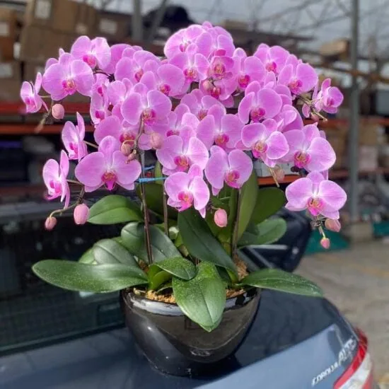 Best Flowers for Father's Day: How to Choose Father's Day Flowers 1 8 Purple Orchids in a Pot