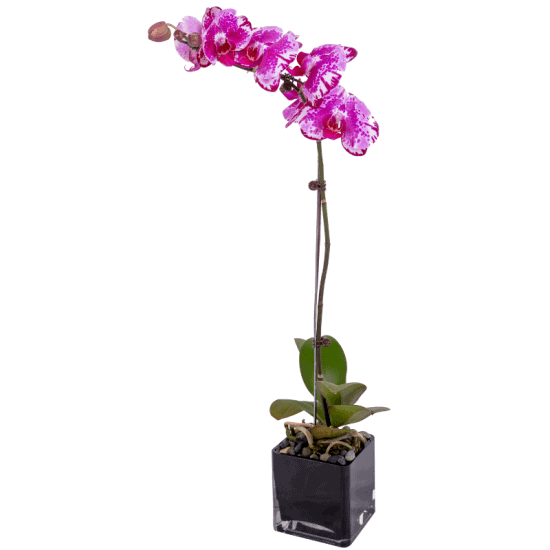 Best Flowers for Father's Day: How to Choose Father's Day Flowers 7 tepo