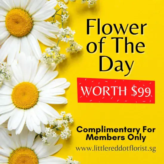 Little Red Dot Florist Flower of The Day