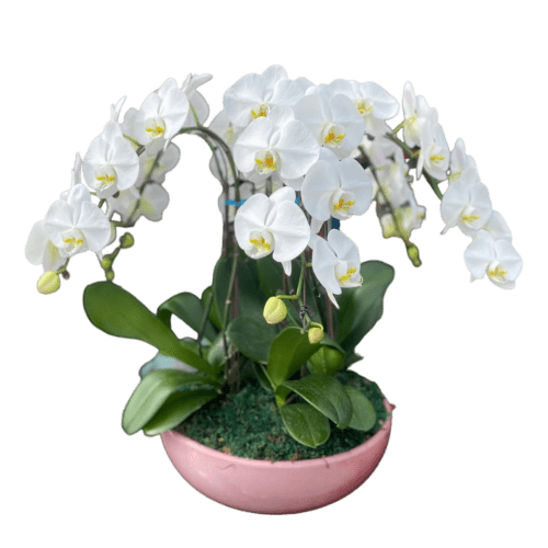 White Orchids - Funeral Flowers