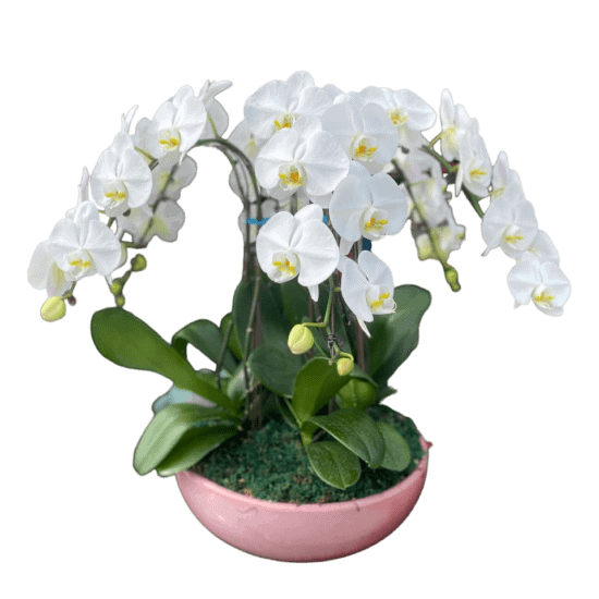 Sympathy Flowers Singapore - Free Same Day Delivery 29 White Orchids - Funeral Flowers