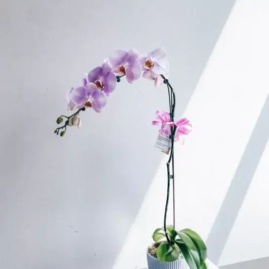 Best Flowers for Retirement: How to Choose Retirement Flowers 11 Light-Purple-Orchids-in-a-Pot-Singapore-Florist