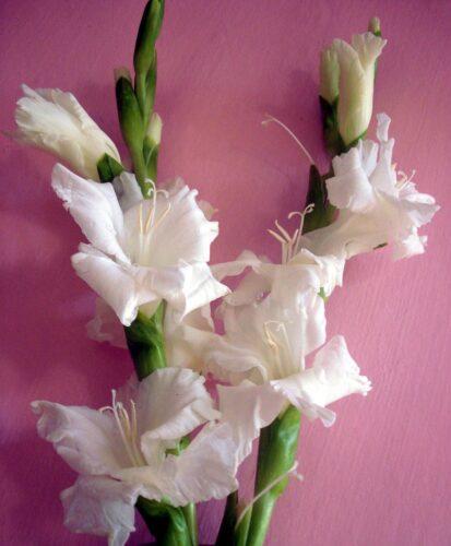 Gladiolus flowers