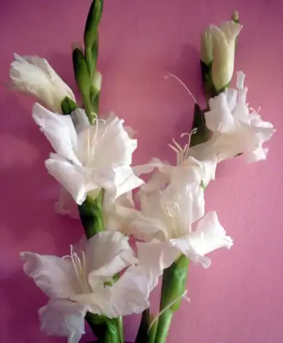 Gladiolus flowers Gladiolus flowers