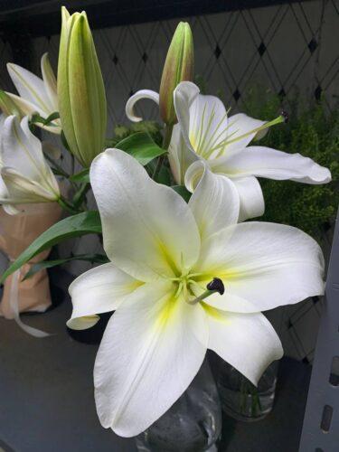 White Lilies Singapore Condolence Flowers