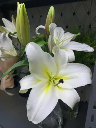 White Lilies Singapore Condolence Flowers White Lilies Singapore Condolence Flowers