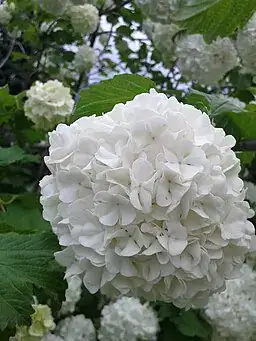 White hydrangea flower Funeral White hydrangea flower Funeral