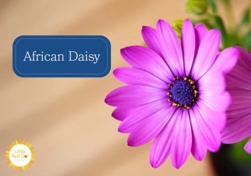 African Daisy Inline 1000 x 700 African Daisy Inline 1000 x 700