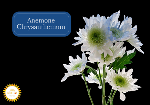 Anemone Chrysanthemum Inline 1000 x 700 Anemone Chrysanthemum Inline 1000 x 700