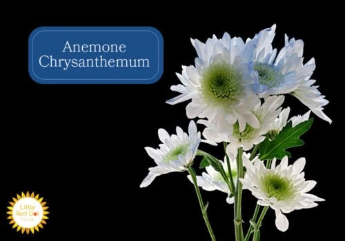 Anemone Chrysanthemum Inline 1000 x 700 Anemone Chrysanthemum Inline 1000 x 700