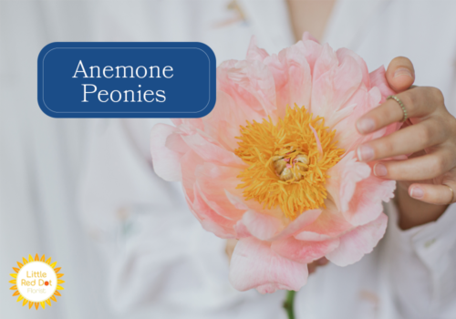 Anemone Peonies 1000 x 700 Anemone Peonies 1000 x 700