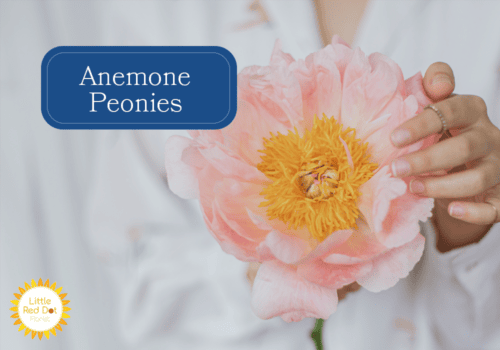 Anemone Peonies 1000 x 700 Anemone Peonies 1000 x 700