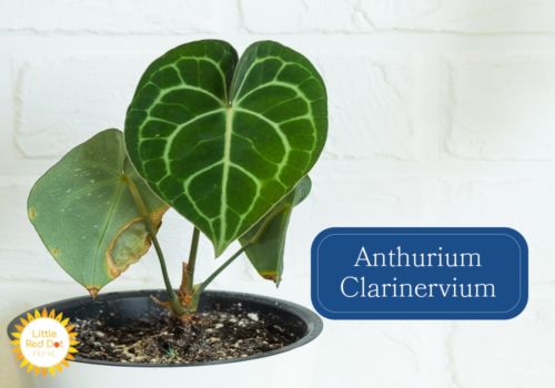 Anthurium Clarinervium Inline 1000 x 700