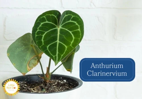 Anthurium Clarinervium Inline 1000 x 700 Anthurium Clarinervium Inline 1000 x 700
