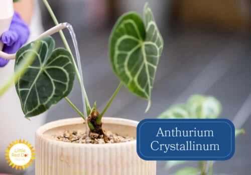 Anthurium Crystallinum Inline 1000 x 700 Anthurium Crystallinum Inline 1000 x 700
