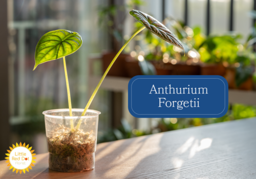 Anthurium Forgetii Inline 1000 x 700