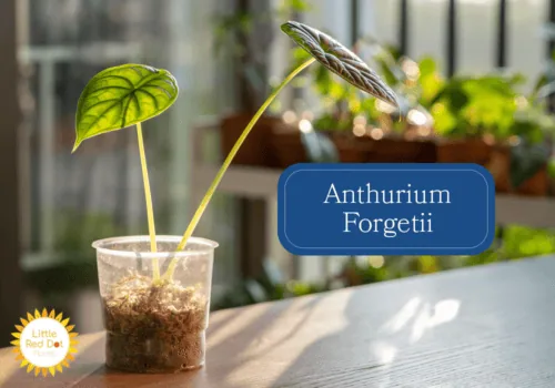 Anthurium Forgetii Inline 1000 x 700 Anthurium Forgetii Inline 1000 x 700