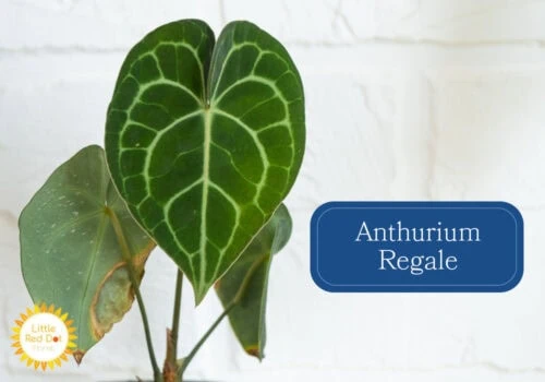 Anthurium Regale Inline 1000 x 700 Anthurium Regale Inline 1000 x 700