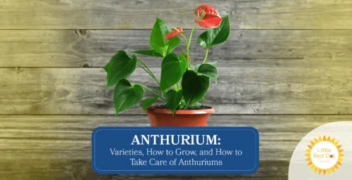 Anthurium Varieties How to Grow and How to Take Care of Anthuriums Headline 1640 x 840 Anthurium Varieties How to Grow and How to Take Care of Anthuriums Headline 1640 x 840