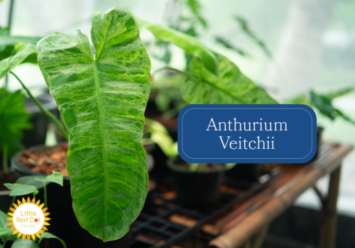 Anthurium Veitchii Inline 1000 x 700