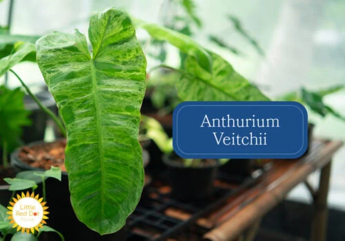 Anthurium Veitchii Inline 1000 x 700 Anthurium Veitchii Inline 1000 x 700