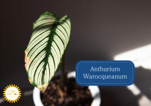 Anthurium Warocqueanum Inline 1000 x 700 Anthurium Warocqueanum Inline 1000 x 700