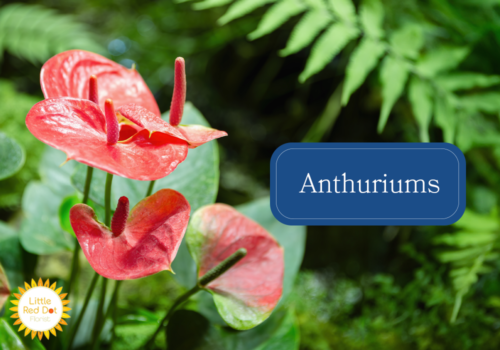 Anthuriums Anthuriums