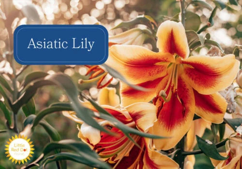 Asiatic Lily Asiatic Lily