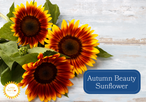 Autumn Beauty Sunflower