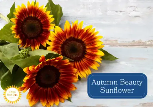 Autumn Beauty Sunflower Autumn Beauty Sunflower
