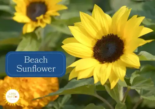 Beach Sunflower Beach Sunflower