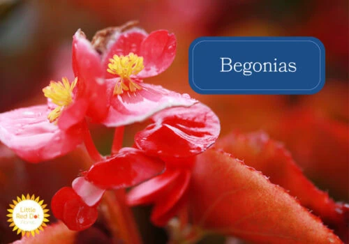 Begonias Begonias