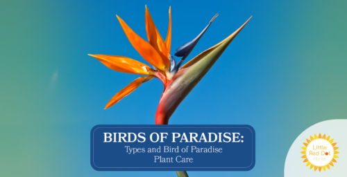 Birds of Paradise Types and Bird of Paradise Plant Care Headline 1640 x 840