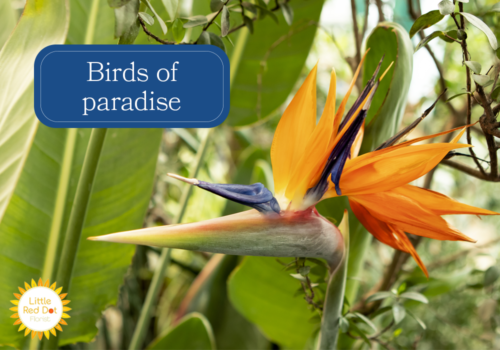 Birds of Paradise Birds of Paradise