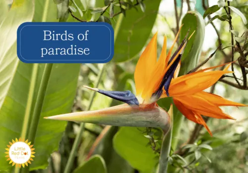 Birds of Paradise Birds of Paradise