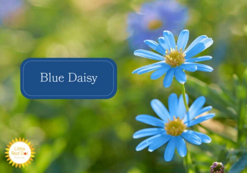 Blue Daisy Inline 1000 x 700 Blue Daisy Inline 1000 x 700