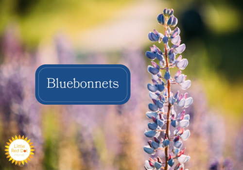 Bluebonnets Bluebonnets