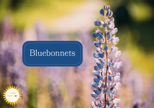 Bluebonnets Bluebonnets