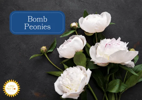 Bomb Peonies 1000 x 700 Bomb Peonies 1000 x 700
