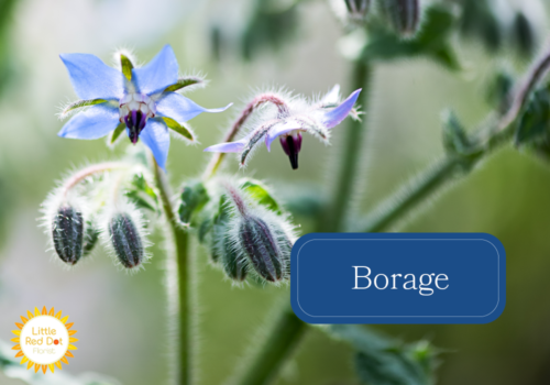 Borage Borage