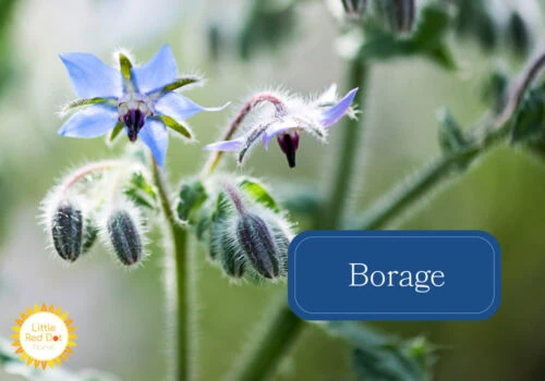 Borage Borage