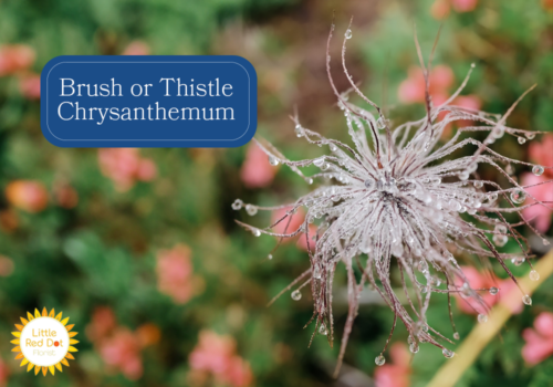 Brush or Thistle Chrysanthemum Inline 1000 x 700 Brush or Thistle Chrysanthemum Inline 1000 x 700