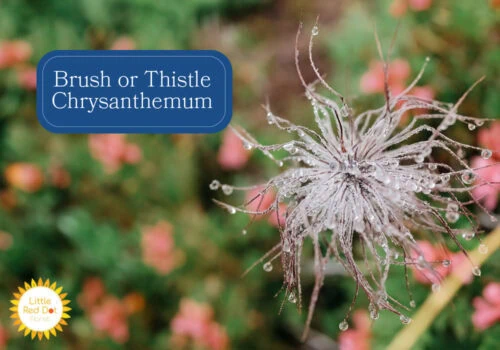 Brush or Thistle Chrysanthemum Inline 1000 x 700 Brush or Thistle Chrysanthemum Inline 1000 x 700