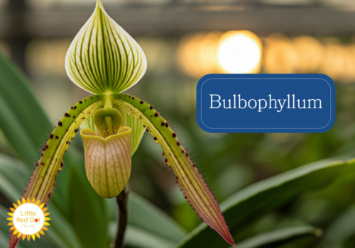 Bulbophyllum Inline 1000 x 700 Bulbophyllum Inline 1000 x 700