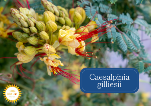 Caesalpinia gilliesii Inline 1000 x 700