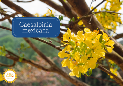 Caesalpinia mexicana Inline 1000 x 700