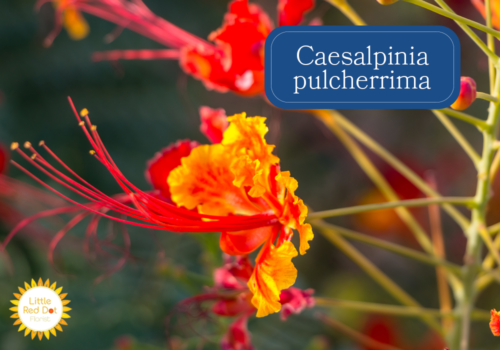 Caesalpinia pulcherrima Inline 1000 x 700