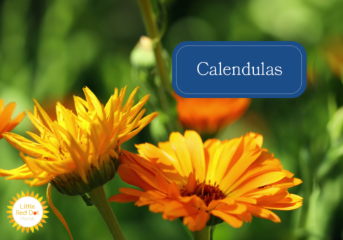 Calendulas Calendulas