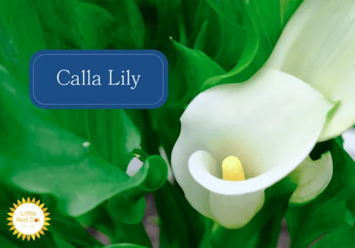 Calla Lily Calla Lily