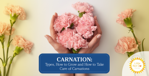 Carnation Types How to Grow and How to Take Care of Carnations Headline 1640 x 840 (1)